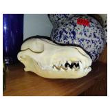 Skull