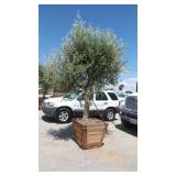 Fruit-Bearing Olive Tree in Wood Planter