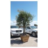 Fruit-Bearing Olive Tree in Wood Planter