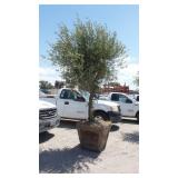 Fruit-Bearing Olive Tree in Wood Planter