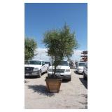 Fruit-Bearing Olive Tree in Wood Planter