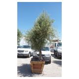 Fruit-Bearing Olive Tree in Wood Planter