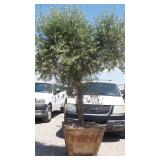 Fruit-Bearing Olive Tree in Wood Planter