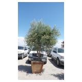 Fruit-Bearing Olive Tree in Wood Planter