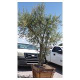 Fruit-Bearing Olive Tree in Wood Planter