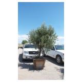 Fruit-Bearing Olive Tree in Wood Planter