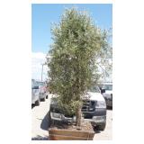 Fruit-Bearing Olive Tree in Wood Planter