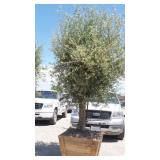 Fruit-Bearing Olive Tree in Wood Planter