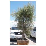 Fruit-Bearing Olive Tree in Wood Planter
