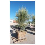 Mature Fruit-Bearing Olive Tree
