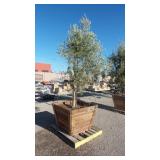 Mature Fruit-Bearing Olive Tree