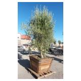 Mature Fruit-Bearing Olive Tree