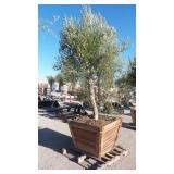 Mature Fruit-Bearing Olive Tree