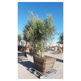 Mature Fruit-Bearing Olive Tree