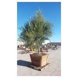 Mature Fruit-Bearing Olive Tree
