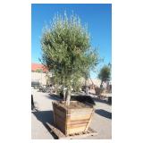 Mature Fruit-Bearing Olive Tree