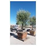 Mature Fruit-Bearing Olive Tree