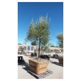 Mature Fruit-Bearing Olive Tree