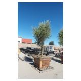 Mature Fruit-Bearing Olive Tree