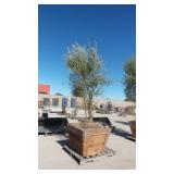 Mature Fruit-Bearing Olive Tree