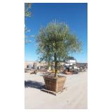 Mature Fruit-Bearing Olive Tree