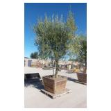 Mature Fruit-Bearing Olive Tree