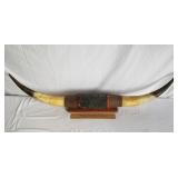 Steer Horns 44" W