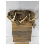 Deer Antler Coat Rack 16 X 25"