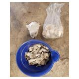 Seashells 1 Lot