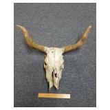 Vintage Steer Horns 28" Long