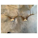 (2) Whitetail Deer Antlers (8 Points)