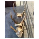 (3) Whitetail Deer Antlers