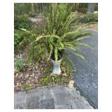 Concrete Pedestal & Fern