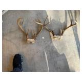 (2) Whitetail Deer Antlers (8 Points)