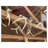 (3) Deer Antlers