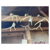 (3) Deer Antlers