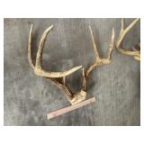 8 Point Deer Antler