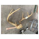 8 Point Deer Antler