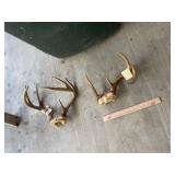 (2) Deeer Antlers