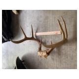 8 Point Deer Antler