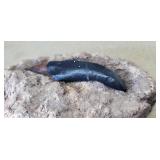 Allosaurus Tooth in matrix #2 cast replica Dinosau