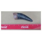 Fossilized or replica curved tooth