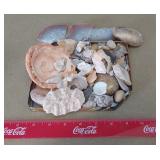 Assorted collection of natural beach finds