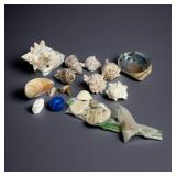 Flat of Seashells