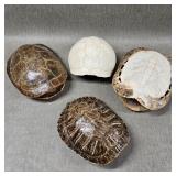 Collection of Authentic Turtle Shells