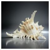 Murex Ramosus Seashell