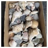 Flat of Mixed Seashells