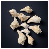 Knobbed Whelk Sea Shell Lot