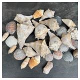 Lot of Sea Shells