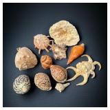 Coral w/ Scorpion Conch Shell, & More